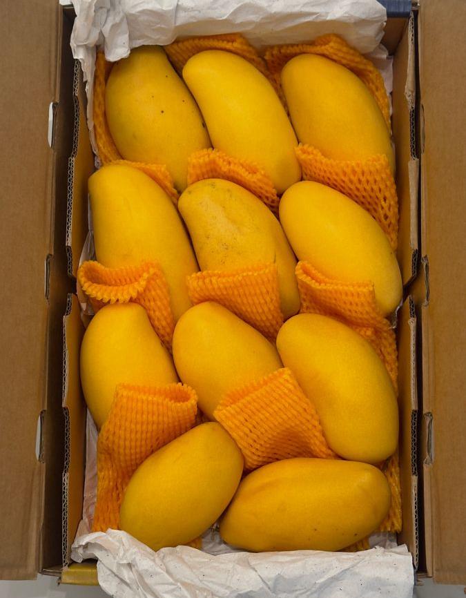 Export Royal Sindhri mangoes — export-quality Royal Sindhri from Thaheem Fruit Farms, Multan