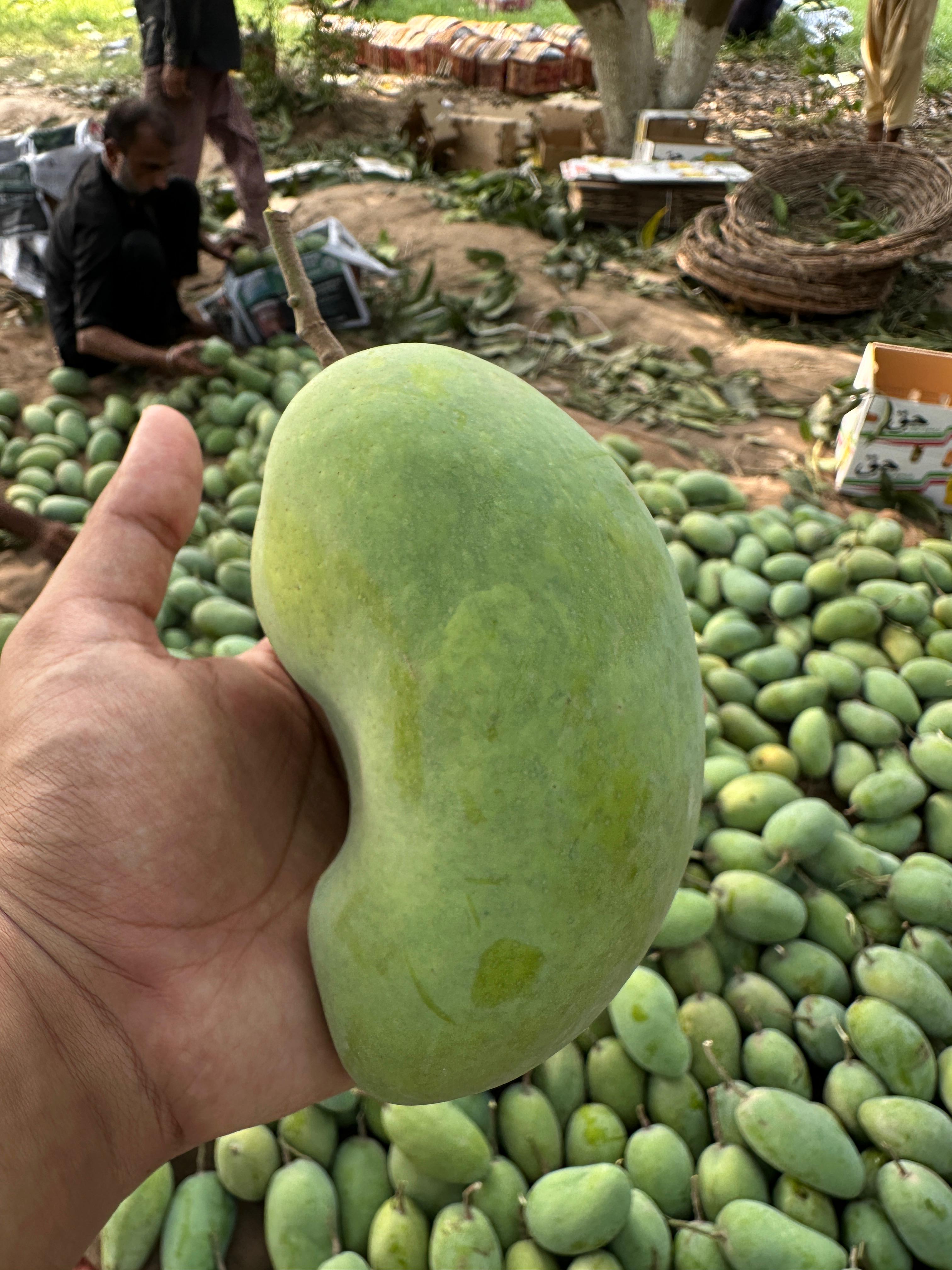 Royal Chaunsa Export mangoes — export-quality Royal Chaunsa from Thaheem Fruit Farms, Multan