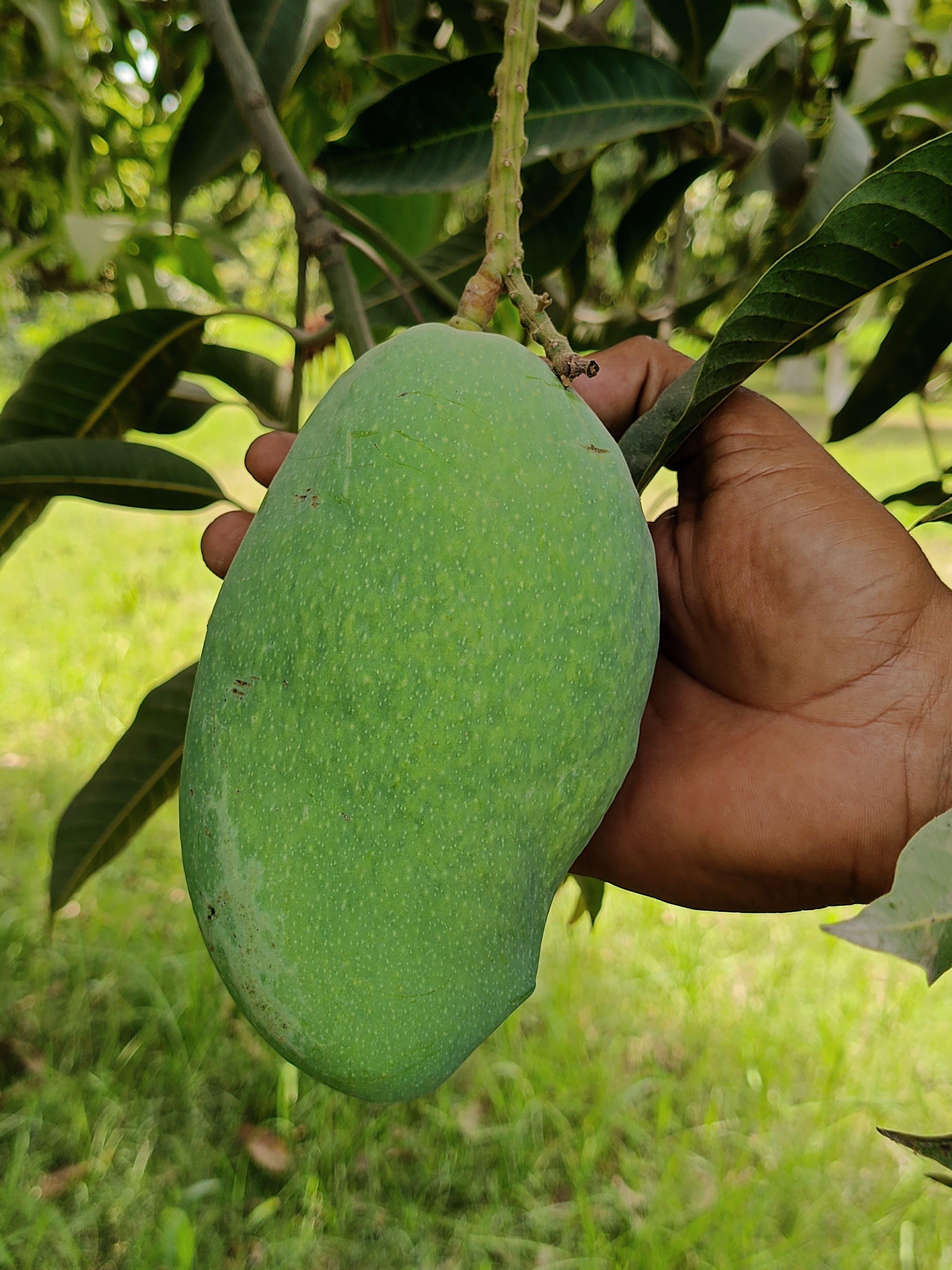 White Chaunsa Export mangoes — export-quality White Chaunsa from Thaheem Fruit Farms, Multan